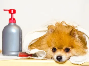 Can I Put Lotion on My Dog? Vet-Approved Tips to Help With Dry Skin