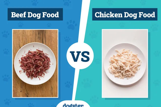 Beef vs Chicken Dog Food: 2026 Comparison, Pros & Cons (Vet-Reviewed)