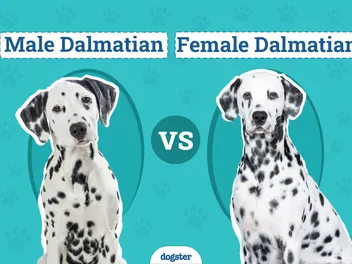 Male vs. Female Dalmatians: The Key Differences (With Pictures)