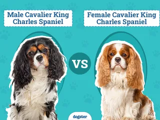 Male vs Female Cavalier King Charles Spaniels: The Differences (With Pictures)