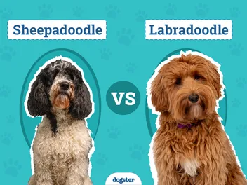 Sheepadoodle vs Labradoodle: The Key Differences (With Pictures)