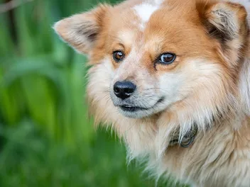 Throwback Pomeranian: Info, Pictures, Origin & History