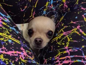 Jumping Chihuahuas: Ned Finds a Loophole