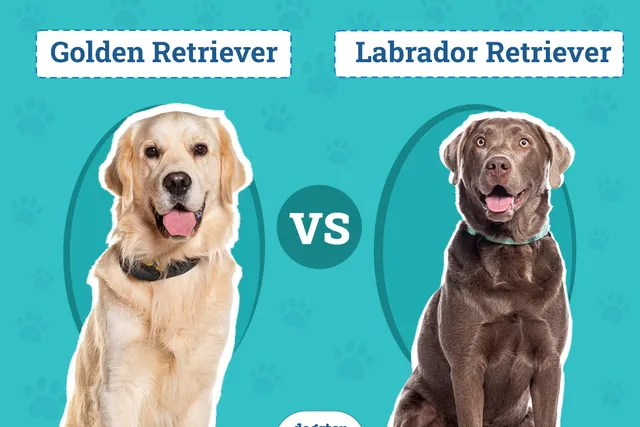 Golden Retriever vs Labrador Retriever: The Key Differences (With Pictures)