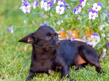 Chi-Poo (Chihuahua & Poodle Mix): Info, Pictures, Care & More