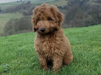 Do Cockapoos Smell Worse Than Other Dogs? Vet Reviewed Facts & What to Do