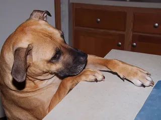 How to Stop a Dog From Stealing Food: 6 Vet-Approved Tips