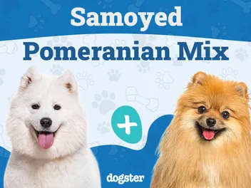 Samoyed Pomeranian Mix: Info, Pictures, Care & More
