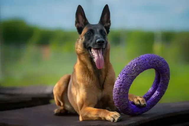 How to Wash Dog Toys Safely: Step-by-Step Guide