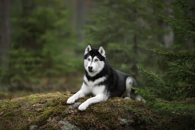 35 Siberian Husky Mixes (With Pictures)