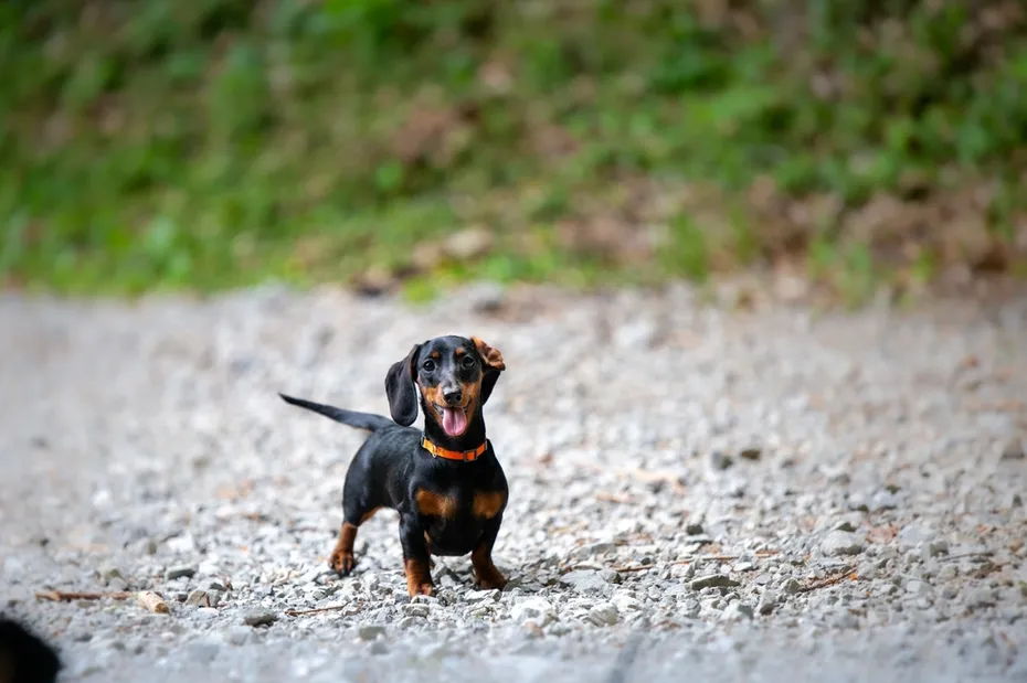 Small Dachshund