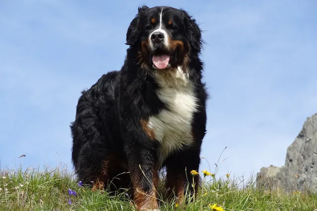 How Long Do Bernese Mountain Dogs Live? Average Lifespan, Vet-Reviewed Data & Care Guide