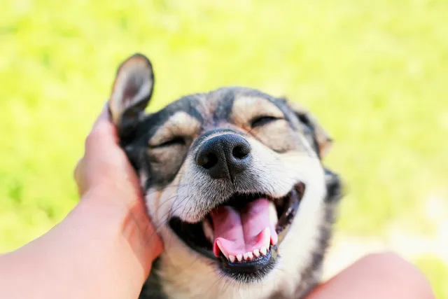 10 Signs Your Dog Loves You (Vet Approved)