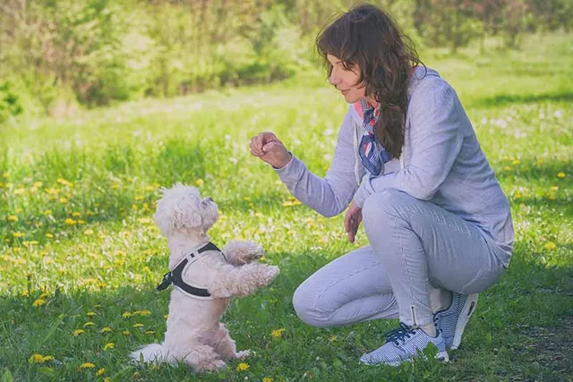 How to Train a Maltese: 16 Vet-Approved Tips