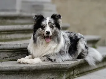 How Long Does a Border Collie Live? Vet-Verified Average Lifespan, Data & Care Guide