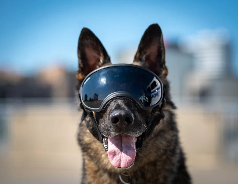 Police dog and his protection goggles