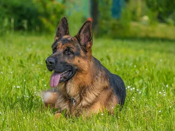German Shepherd Day 2026: What It Is & When It's Celebrated