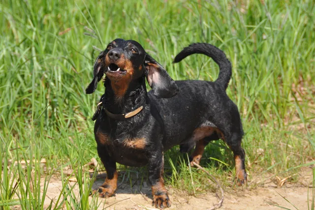 How to Train a Dachshund Not to Bark: 9 Effective Tips (With Video)