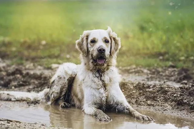 Why Do Dogs Like Mud? 10 Interesting & Vet-Verified Reasons