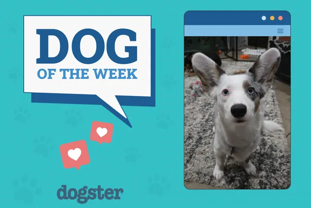 Dogster Photo Contest: Dogs of the Week Winners (October 23, 2025)