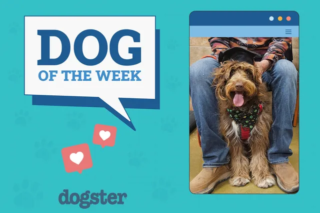 Dogster Photo Contest: Dogs of the Week Winners (June 5, 2025)