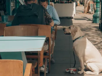 How to Train Your Dog to Behave at Restaurants: 4 Easy Steps