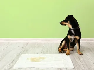 8 Best Puppy Pads in 2026 - Reviews & Top Picks
