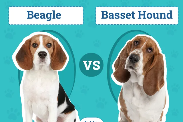 Beagle vs Basset Hound: The Differences (With Pictures)