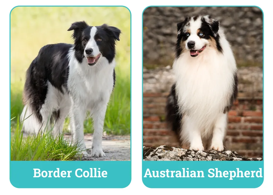 Border Collie vs Australian Shepherd