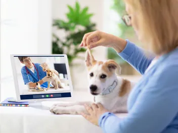 Can Online Vets Prescribe Antibiotics? Our Vet Explains the Legality, Costs & FAQ