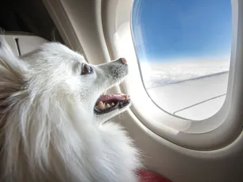 Where Do Dogs Go on a Plane? Flying Facts & FAQ