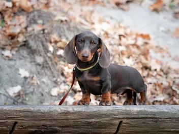 How Big Does a Mini Dachshund Get? Average Weight & Growth Chart