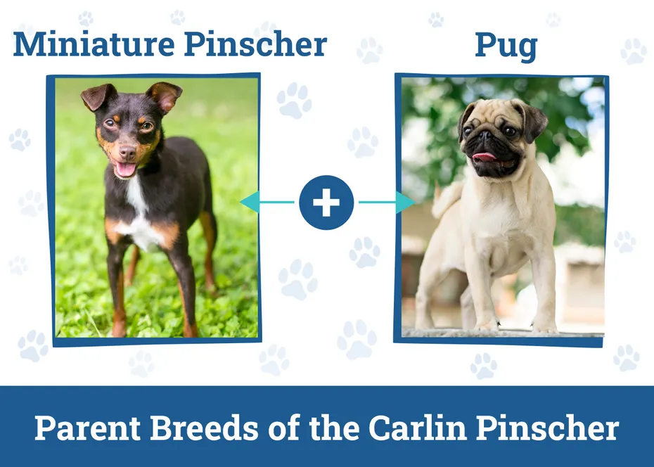 Parent Breeds of the Carlin Pinscher