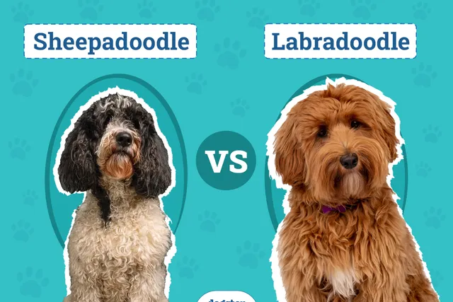 Sheepadoodle vs Labradoodle: The Key Differences (With Pictures)