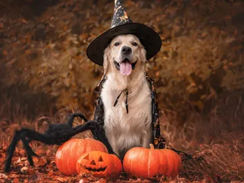 How to Put on a Dog Costume: 5 Vet-Approved Tips