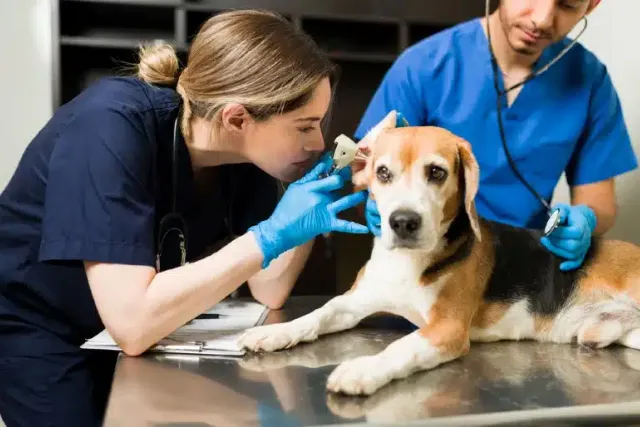 When to Take Your Dog to the Vet: 15 Emergencies Reviewed (Vet Answer)