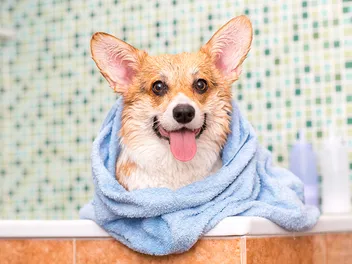 Does My Corgi Need a Haircut? Grooming & Shedding Tips