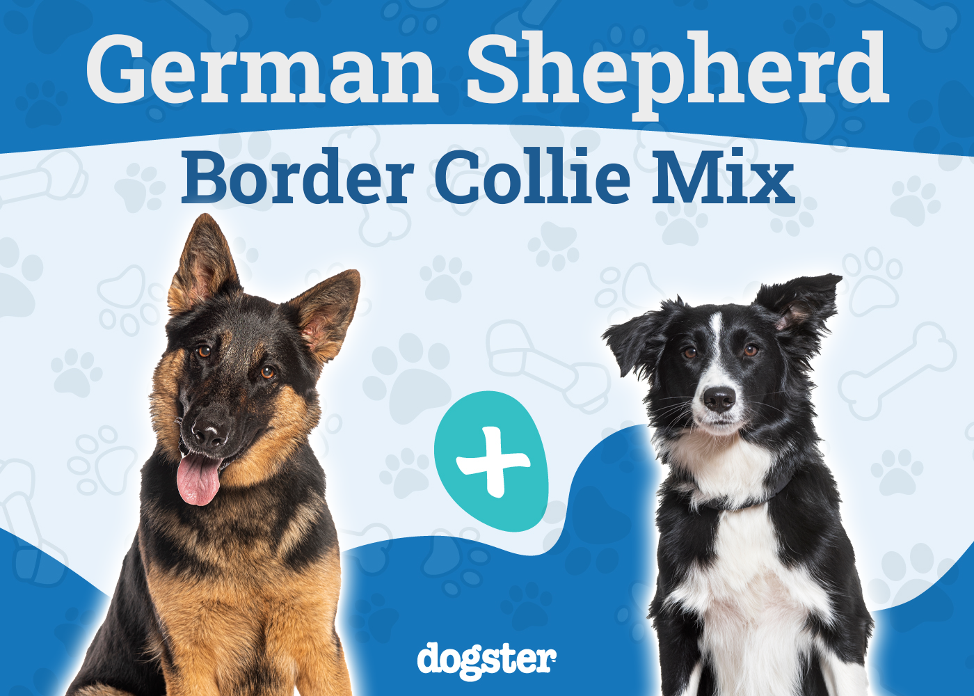 Miniature German Shepherd Dog Breed