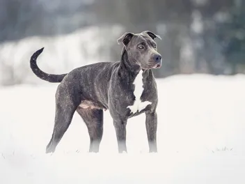 Are Breed-Specific Dog Laws Effective? Pros & Cons