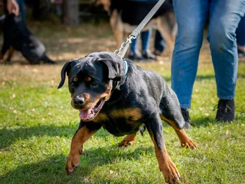 Why Do Dogs Pull on Their Leash? 3 Vet-Reviewed Reasons & How to Stop It