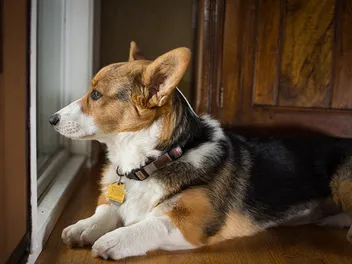 Is a Corgi a Good Apartment Dog? Breed Facts & FAQ