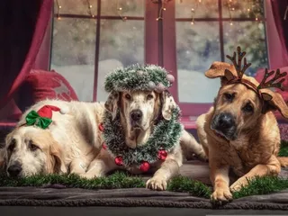 10 DIY Dog Christmas Card Ideas You Can Make Today (With Pictures)