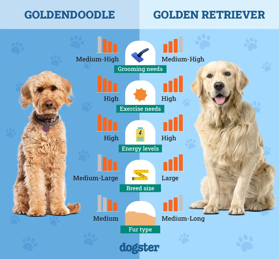 Dogster_Side by Side Comparison_ Goldendoodle vs Golden Retriever