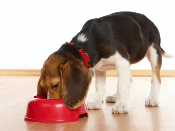 7 Best Dog Foods for Urinary Health: 2026 Reviews & Top Picks