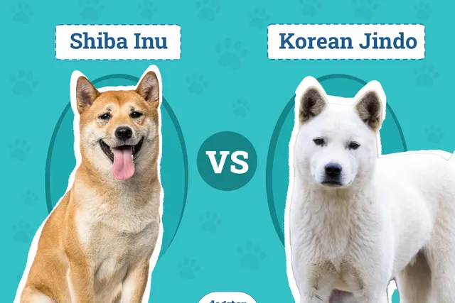 Shiba Inu vs Korean Jindo: Differences Explained (With Pictures)