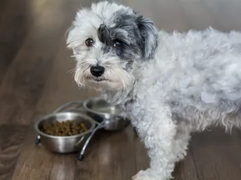 How Much Food Should My Havanese Eat Per Day? Vet Reviewed Guidance