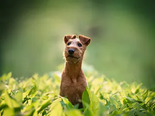 10 Dog Breeds With Button Ears: Info, Pictures & History