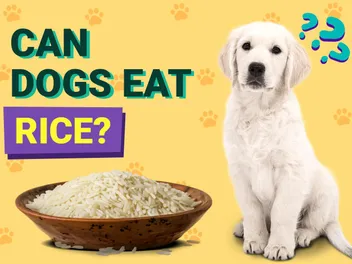 Can Dogs Eat Rice? Vet-Verified Nutrition Facts, Benefits & Risks