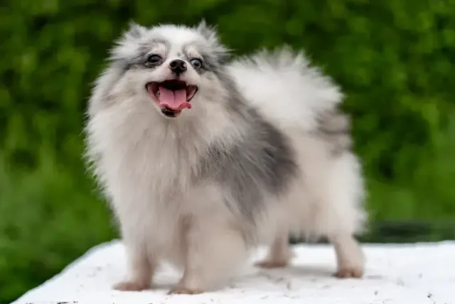 Parti Pomeranian Dog Breed: Info, Pictures, Origin & History