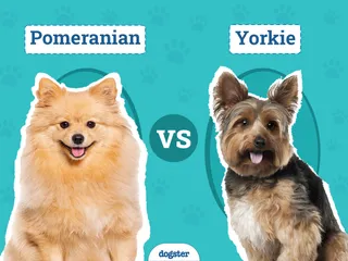Pomeranian vs Yorkie: The Differences (With Pictures)